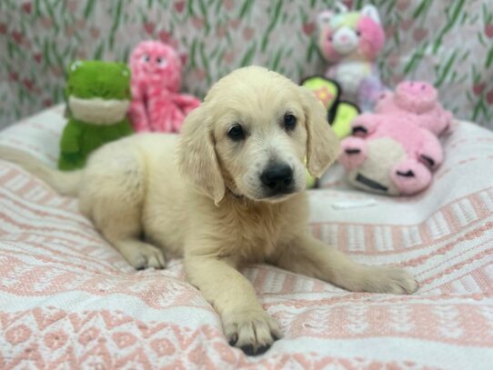 Golden Retriever-Dog-Male-Lt Golden-26731-Petland Scottsdale, Arizona