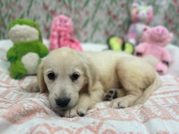 Golden Retriever-Dog-Female-Cream-26727-Petland Scottsdale, Arizona