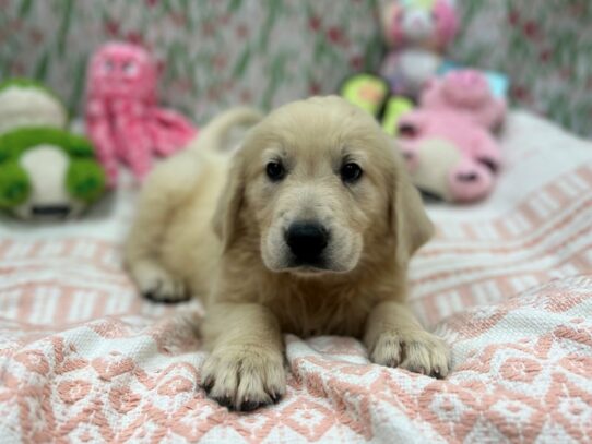 Golden Retriever-Dog-Male-Lt Golden-26730-Petland Scottsdale, Arizona