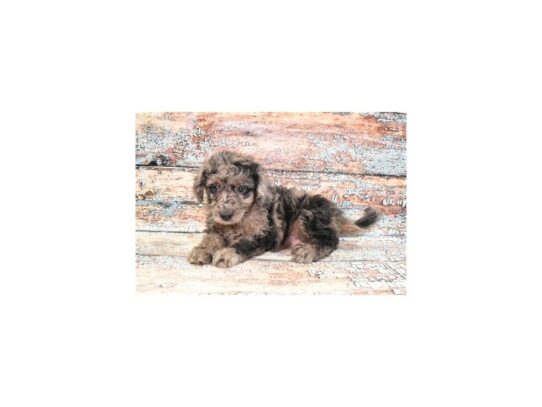 F1B Mini Goldendoodle-Dog-Male-Merle-26735-Petland Scottsdale, Arizona