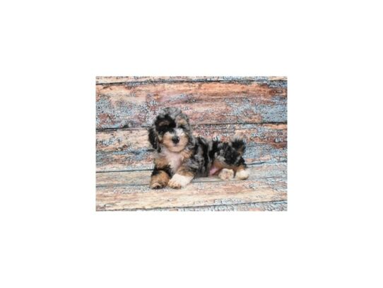 F1B Mini Bernedoodle-Dog-Male-Merle-26732-Petland Scottsdale, Arizona
