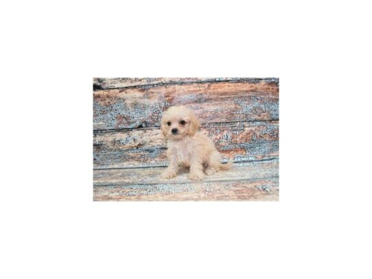 Poodle/Shih Tzu-Dog-Female-Cream-26734-Petland Scottsdale, Arizona