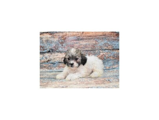Bichon Frise/Shih Tzu-Dog-Female-Gold and White-26736-Petland Scottsdale, Arizona