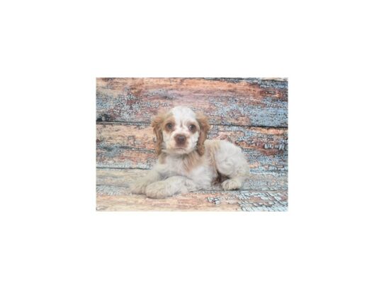 Cocker Spaniel-Dog-Female-Buff and White-26737-Petland Scottsdale, Arizona