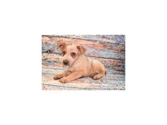 Australian Cattle Dog-Dog-Male-Red Speckled-26738-Petland Scottsdale, Arizona