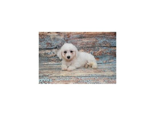 Bichon Frise-Dog-Female-White-26739-Petland Scottsdale, Arizona
