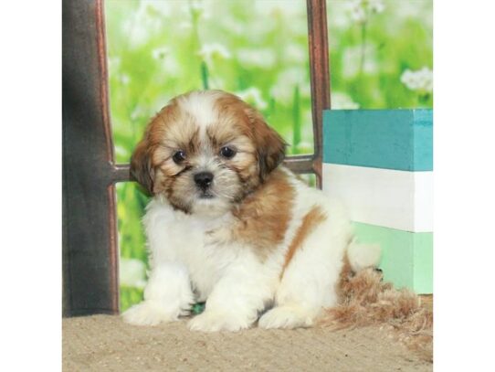 F1B Zuchon-Dog-Male-White / Gold-26759-Petland Scottsdale, Arizona