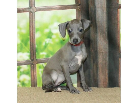 Italian Greyhound-Dog-Female-Blue-26745-Petland Scottsdale, Arizona