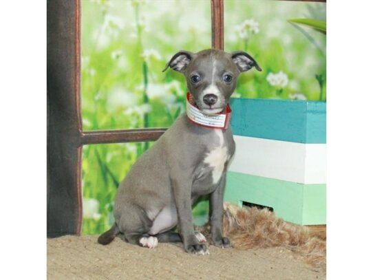 Italian Greyhound-Dog-Female-Blue-26746-Petland Scottsdale, Arizona