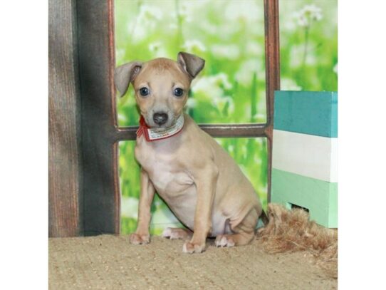 Italian Greyhound-Dog-Female-Blue Fawn-26747-Petland Scottsdale, Arizona
