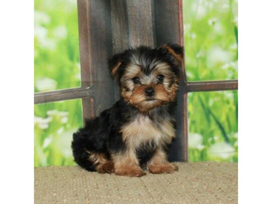 Yorkshire Terrier-Dog-Male-Black / Tan-26755-Petland Scottsdale, Arizona