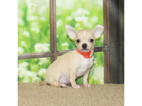 Chihuahua-Dog-Female-Cream-26742-Petland Scottsdale, Arizona