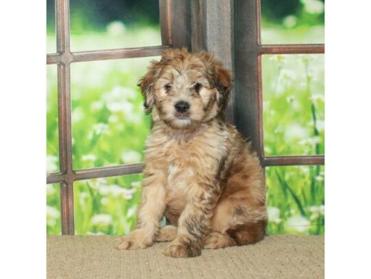 Poodle/Soft Coated Wheaten Terrier-Dog-Female-Wheaten Merle-26756-Petland Scottsdale, Arizona