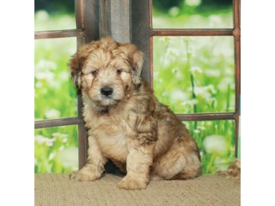 Poodle/Soft Coated Wheaten Terrier-Dog-Male-Wheaten Merle-26757-Petland Scottsdale, Arizona
