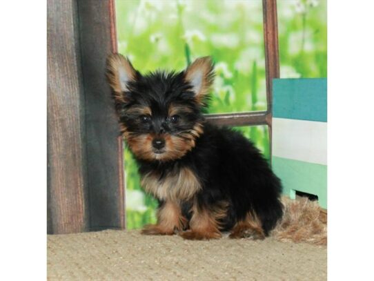 Yorkshire Terrier-Dog-Female-Black / Tan-26753-Petland Scottsdale, Arizona