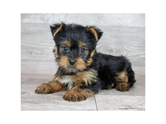Yorkshire Terrier-Dog-Female-Black / Tan-26754-Petland Scottsdale, Arizona