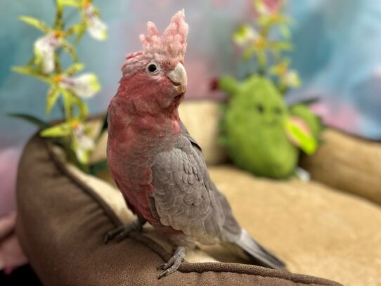 Rose Breasted Cockatoo-Bird-Female-Grey-26622-Petland Scottsdale, Arizona