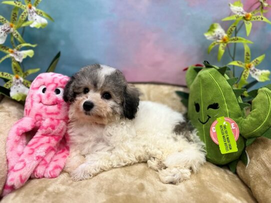 Bichon Frise/Poodle-Dog-Female-White / Gold-26758-Petland Scottsdale, Arizona