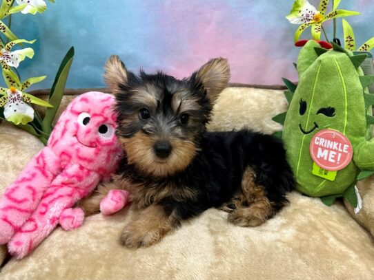 Silky Terrier-Dog-Male-Black and Tan-26733-Petland Scottsdale, Arizona