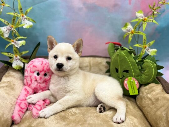 Shiba Inu-Dog-Female-Cream-26751-Petland Scottsdale, Arizona