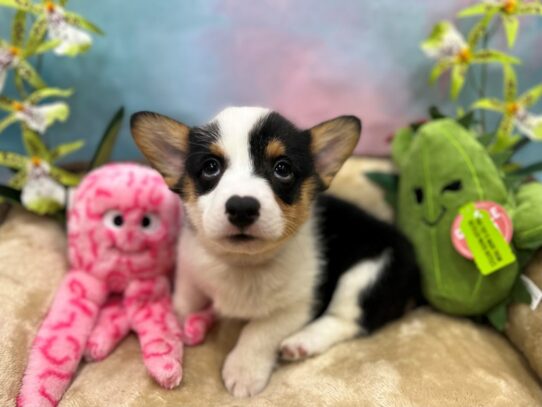 Pembroke Welsh Corgi-Dog-Male-Black Tan / White-26750-Petland Scottsdale, Arizona