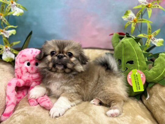 Pekingese-Dog-Female-Fawn Sable-26749-Petland Scottsdale, Arizona
