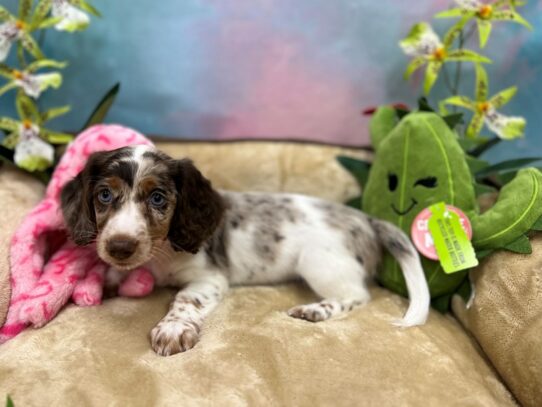 Dachshund-Dog-Female-Chocolate / Tan-26744-Petland Scottsdale, Arizona