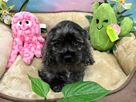 Cocker Spaniel-Dog-Male-Blue Roan-26743-Petland Scottsdale, Arizona