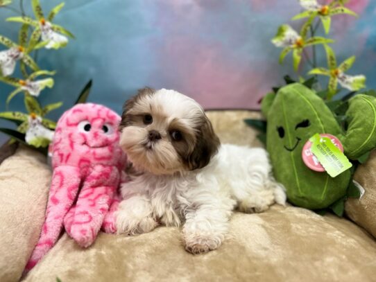 Shih Tzu-Dog-Female-White / Chocolate-26752-Petland Scottsdale, Arizona