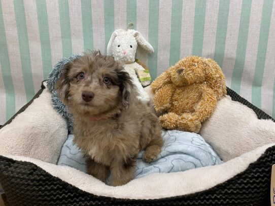 F2 Mini Aussiedoodle-Dog-Female-Merle-26828-Petland Scottsdale, Arizona