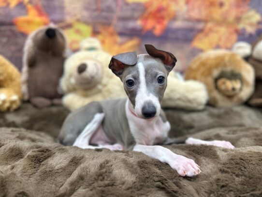 Italian Greyhound-Dog-Female-Blue-26898-Petland Scottsdale, Arizona