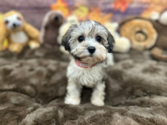 Havanese-Dog-Female-Silver Sable-26918-Petland Scottsdale, Arizona