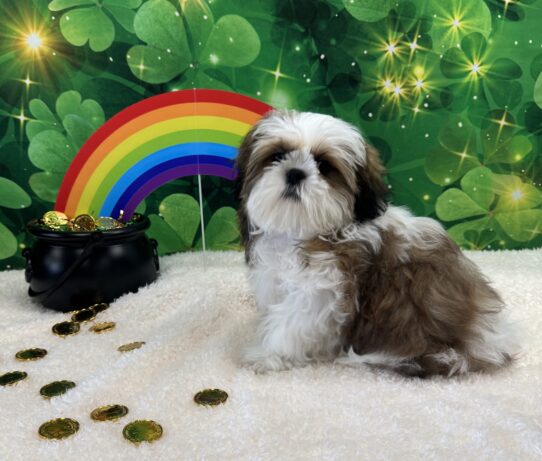 [#243022-03] Sable / White M Shih Tzu Puppies For Sale
