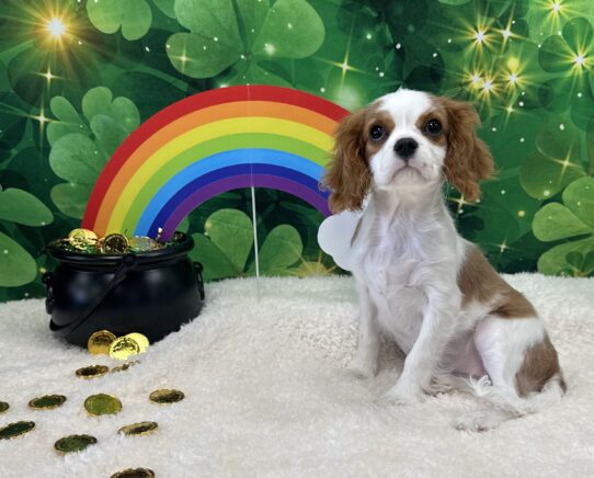 [#243124-02] Blenheim / White F Cavalier King Charles Spaniel Puppies For Sale