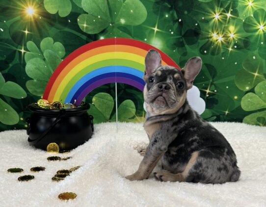 [#243207-03] Blue Merle M French Bulldog Puppies For Sale
