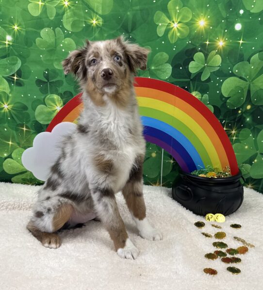 [#242930-01] Red Merle M Australian Shepherd Puppies For Sale