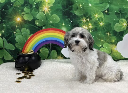 [#242880-03] Brown / White M Havanese Puppies For Sale