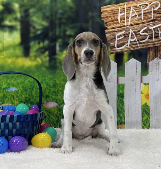 [#2536-03] Blue Tan / White M Beagle Puppies For Sale