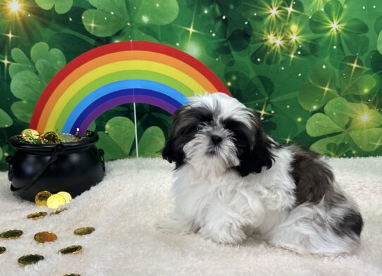 [#243137-02] Brown / White M Shih Tzu Puppies For Sale