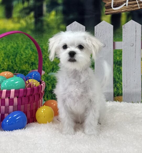 [#243276-04] White F Malshi Puppies For Sale