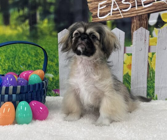 [#2533-02] Fawn Sable M Pekingese Puppies For Sale