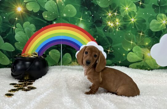 [#2513-04] Red / White F Dachshund Puppies For Sale