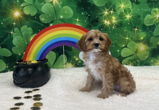 [#25710-05] Red / White M Cavapoo Puppies For Sale