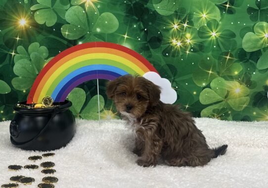 [#25258-05] Red F Yorkiepoo Puppies For Sale