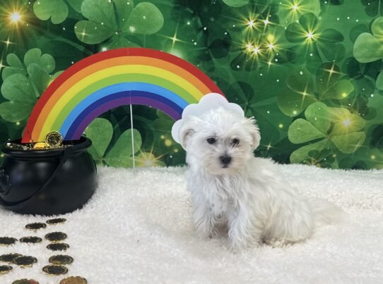 [#25349-01] White M Maltese Puppies For Sale
