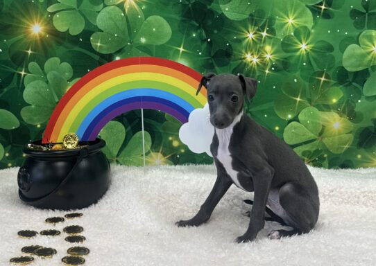 [#25240-04] Blue / White M Italian Greyhound Puppies For Sale