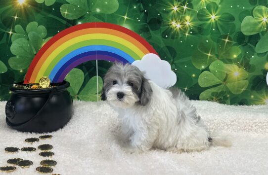 [#25711-06] Blue Merle F Maltipoo Puppies For Sale