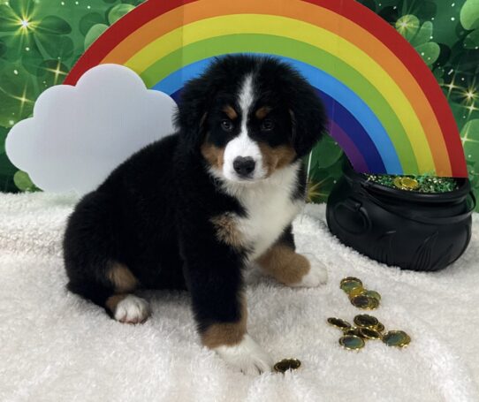 [#25325-09] Tri-Colored F Bernese Mountain Dog Puppies For Sale