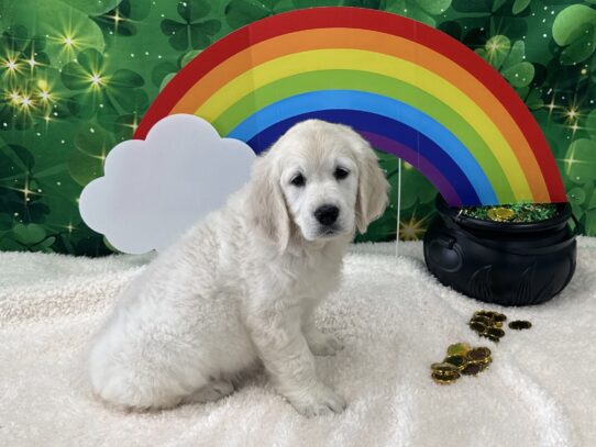 [#25314-08] Cream F Golden Retriever Puppies For Sale
