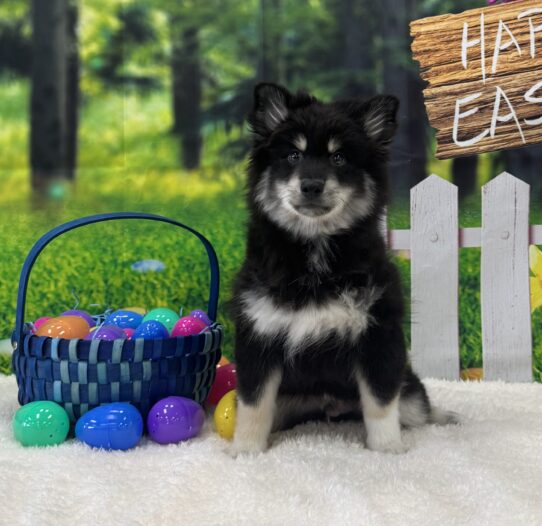 [#25208-02] Black / White M Pomsky Puppies For Sale